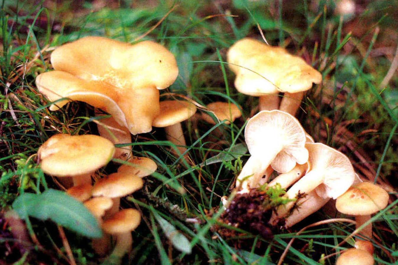 Clitocybe gibba (Pers.: Fr.)Kummer